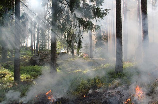 Jak nie dopuścić do zaprószenia ognia podczas wycieczki po lesie?