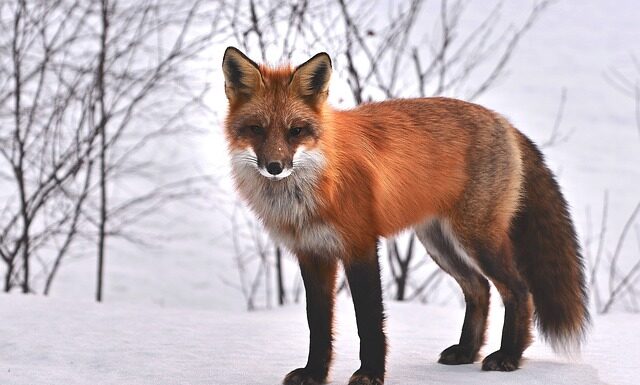 Jakie zwierzęta można spotkać w Tunezji? Jakie zwierzęta można spotkać w Tunezji?