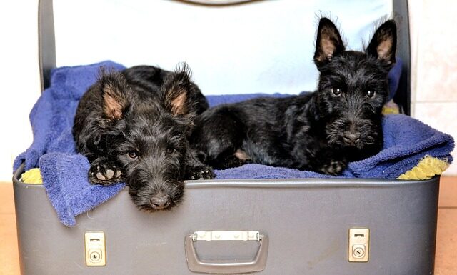 Jak wygląda szkockie śniadanie? Jak wygląda szkockie śniadanie?