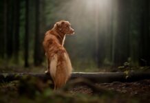 Czy w Szkocji pada śnieg? Czy w Szkocji pada śnieg?