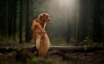 Czy w Szkocji pada śnieg? Czy w Szkocji pada śnieg?