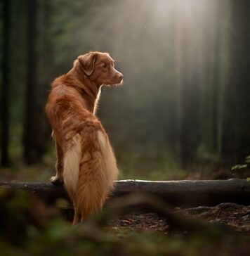 Czy w Szkocji pada śnieg? Czy w Szkocji pada śnieg?