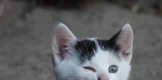 Co gryzie w Egipcie?