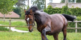 Jak biegać po tartanie?