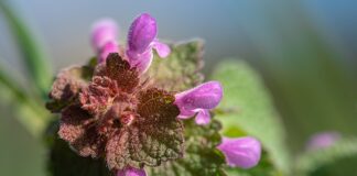 Kogo nie lubią Francuzi?