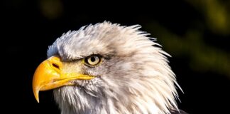 Ile szczytów na Orlej Perci?