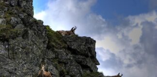 Czy trasa na Czerwone Wierchy jest trudna?