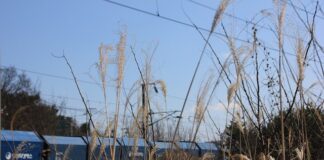 Jak długo mogę jeździć polskim autem w UK?