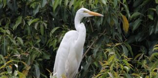 Ile można mieszkać w Anglii?