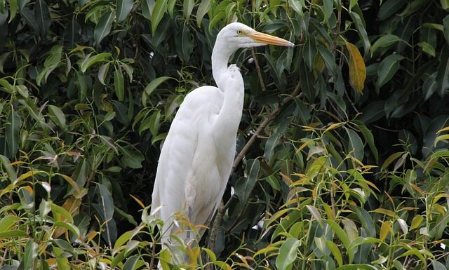 Ile można mieszkać w Anglii? Ile można mieszkać w Anglii?