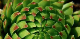 Jaka roślina jest symbolem Polski?