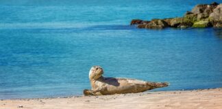 Dlaczego nie opalać sutków?