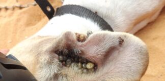 Czy w Egipcie są kleszcze?