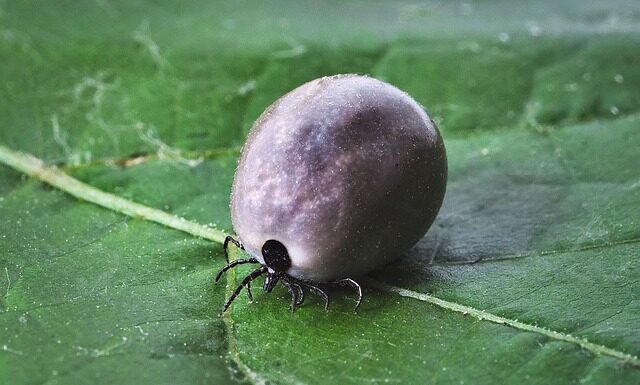 Czy w Tunezji są kleszcze?
