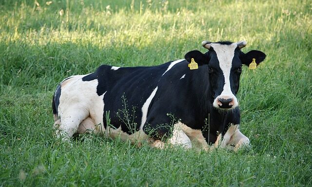 Czy Krówka to polski słodycz? Czy Krówka to polski słodycz?