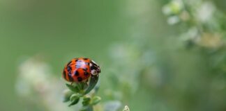 Co oznacza kropka na szlaku?