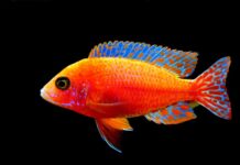 Czy wejście na karb jest trudne?