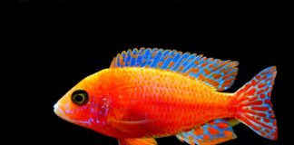 Czy wejście na karb jest trudne?