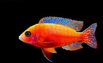 Czy wejście na karb jest trudne? Czy wejście na karb jest trudne?