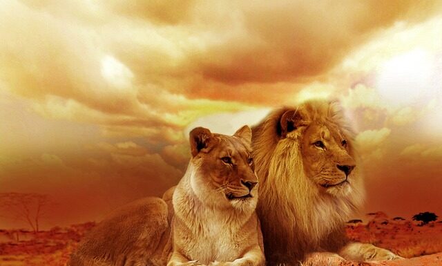 Czy koty brytyjskie są inteligentne? Czy koty brytyjskie są inteligentne?