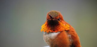 Czy Orange działa w Turcji?