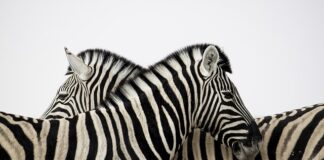 Czy KW musi być podpisane?