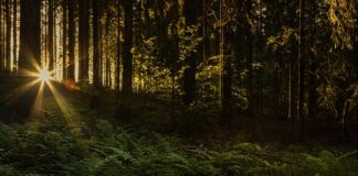 Kto był ostatnim Wikingiem?