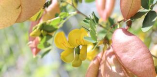 Ile można mieć żon w Tunezji?