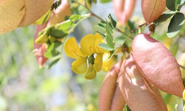 Ile można mieć żon w Tunezji?