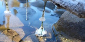 Ile stopni jest w Tunezji w styczniu?