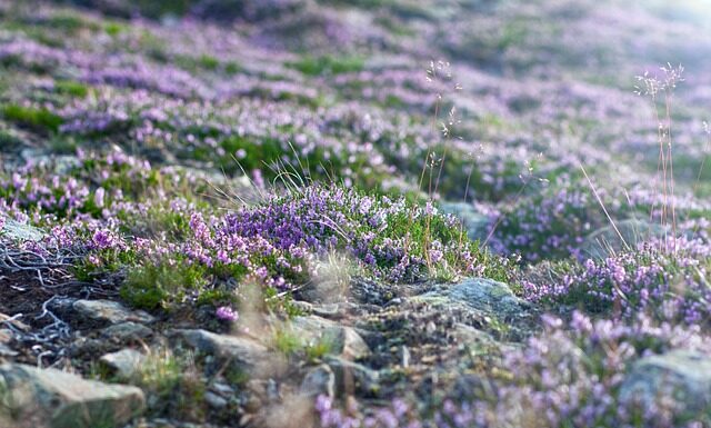 Skąd najbliżej na Śnieżkę? Skąd najbliżej na Śnieżkę?