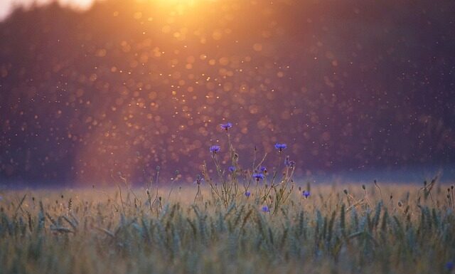 Czy komary w Egipcie są niebezpieczne?