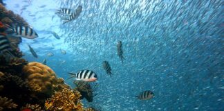 Gdzie znajdują się rafy koralowe?