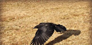 Jakie linie latają z Polski do Edynburga?