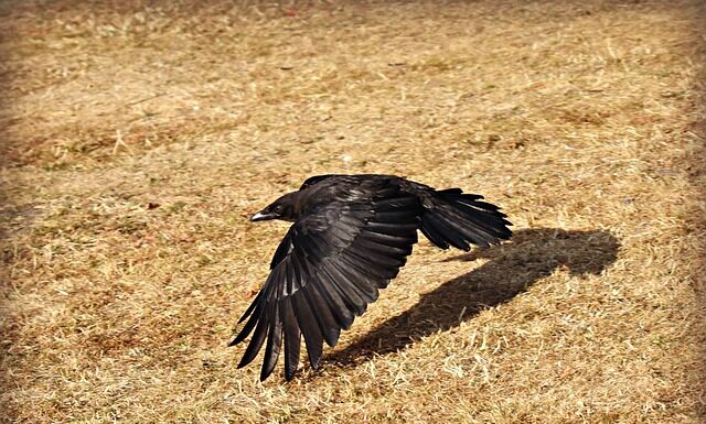 Jakie linie latają z Polski do Edynburga?
