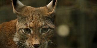 Czy Rysy są dla początkujących?