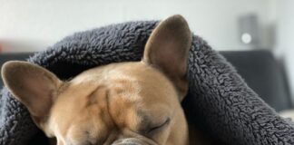 Jakie są francuski w łóżku?