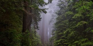 Jakie jest narodowe zwierzę Anglii?