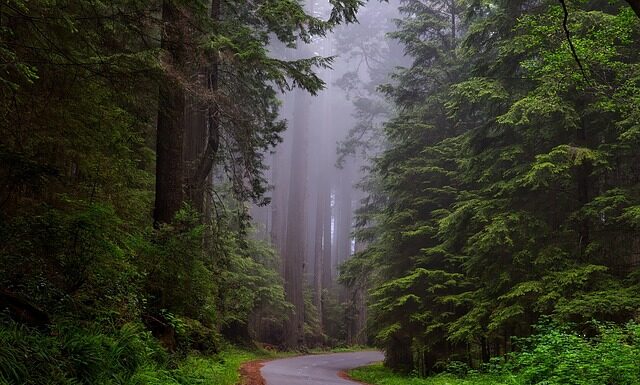 Jakie jest narodowe zwierzę Anglii? Jakie jest narodowe zwierzę Anglii?