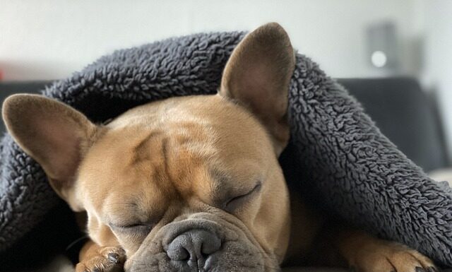 Jak żyją francuski?