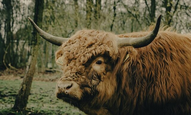 Co Szkot ma pod spódnica?