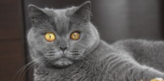 Jaki jest typowy Brytyjczyk?