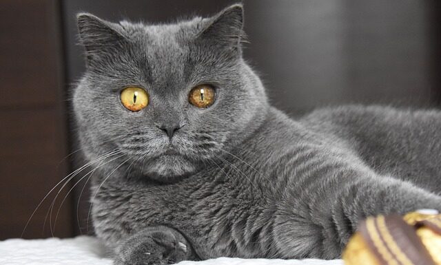 Jaki jest typowy Brytyjczyk?