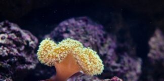 Czy Wielka Brytania ma jeszcze kolonie?