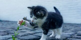 Czy życie w Anglii jest drogie?