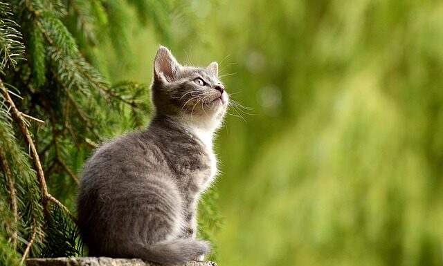 Ile śpi Kot brytyjski?