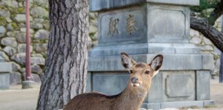 Czy trzeba włączyć roaming w Turcji?