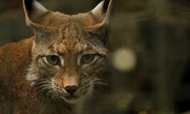 Ile jest km z Morskiego Oka na Rysy? Ile jest km z Morskiego Oka na Rysy?