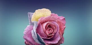 Jaki typ urody dominuje w Polsce?