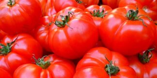 Dlaczego pomidory są zielone w środku?